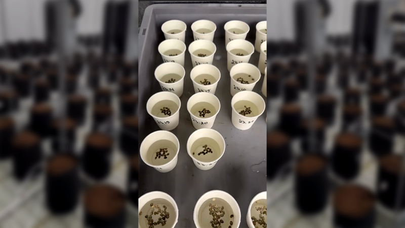 Large-Scale Auto Testing in Progress