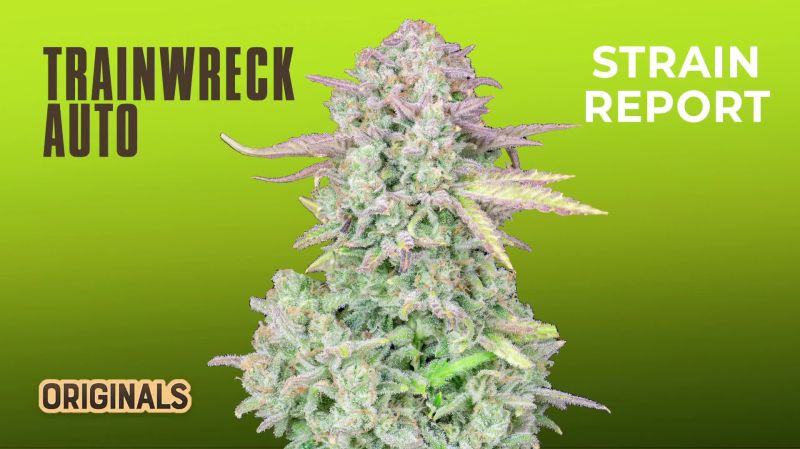 Trainwreck Auto Seed Report Old