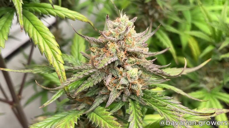 Apple Strudel Auto Seed Report Old