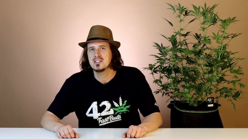Purple Punch Seed Report Old Overview