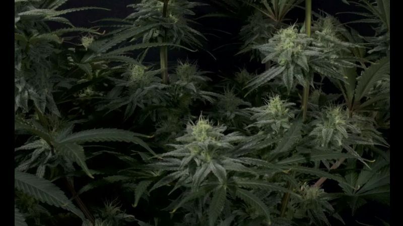 GG4 Sherbet FF - Dense Frosty Colas in the Grow Room