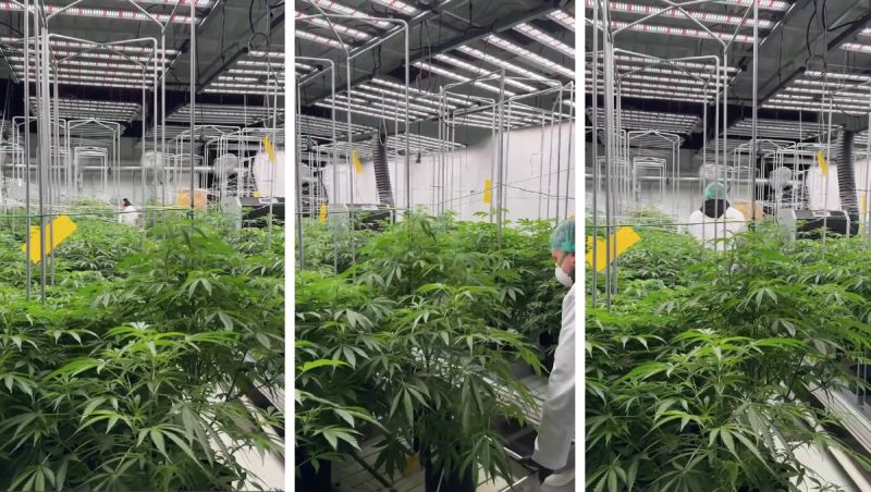 Mother Plant Room overview