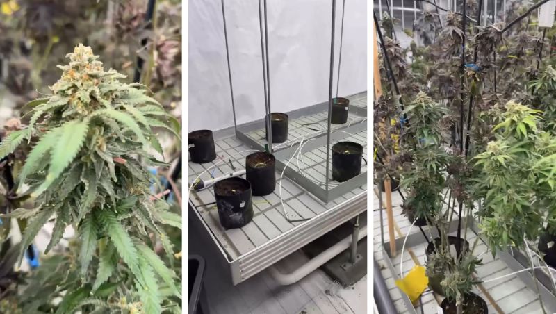 Return day at our pheno hunt room.