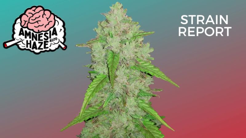Amnesia Haze Seed Report Old