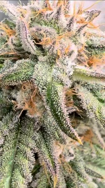 Papaya Sherbet Discord Winner for December