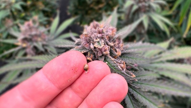 Cherry Cola Auto RF3 - Purple Bud Close-Up from the New Iteration