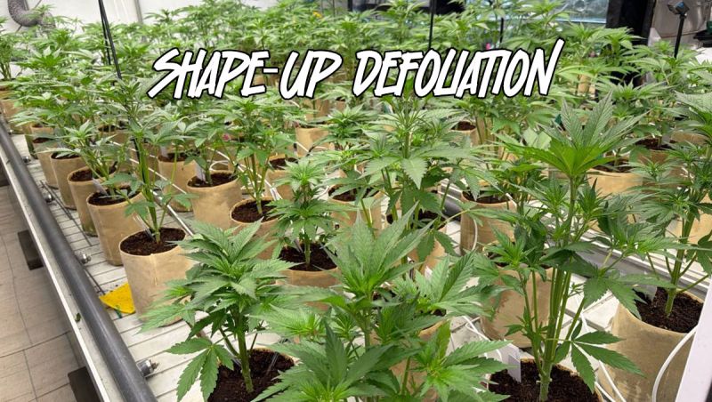 Shape-Up Defoliation - How to Prune Autos for Better Airflow