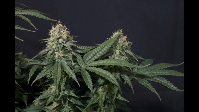 Tropicana Cookies FF Seed Report Old