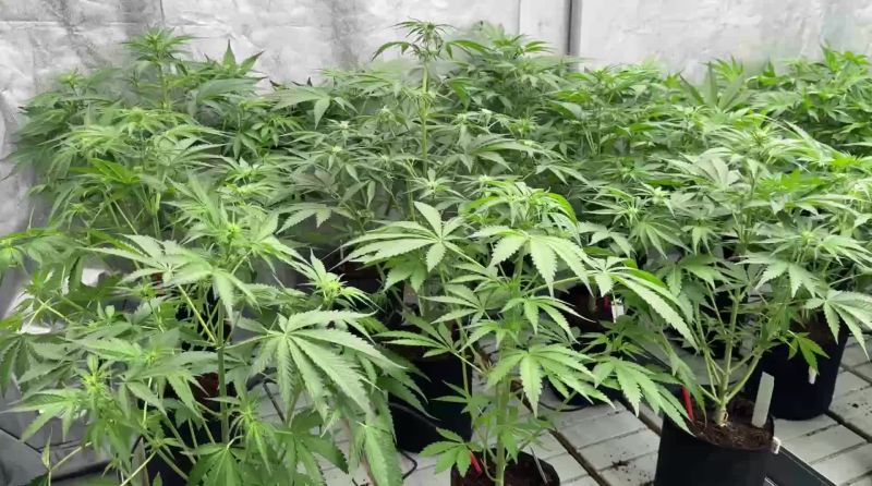 Cherry Cola Auto Breeding - Dense Young Canopy Before Selection