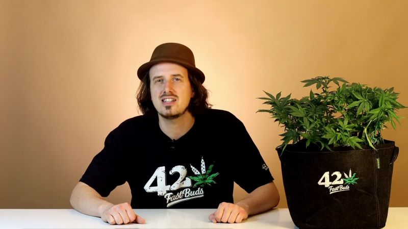 Strawberry Banana Auto Seed Report Old