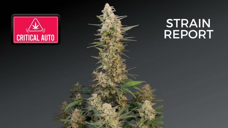 Critical Auto Seed Report Old