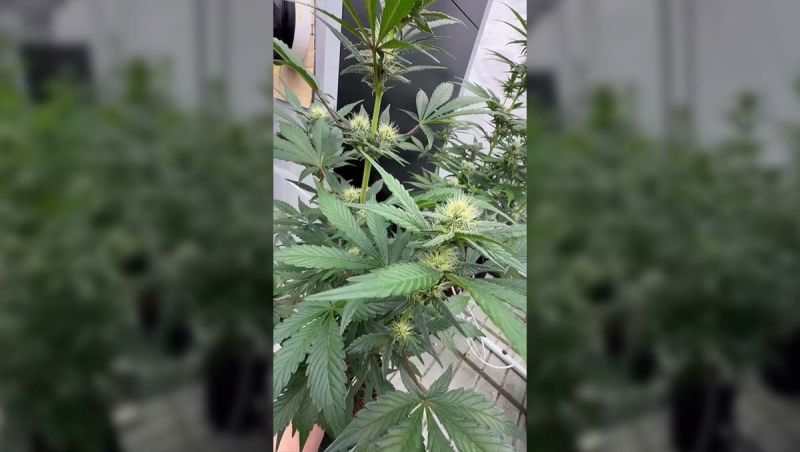 Auto Breeding Test Evaluating Plants Across Multiple Projects