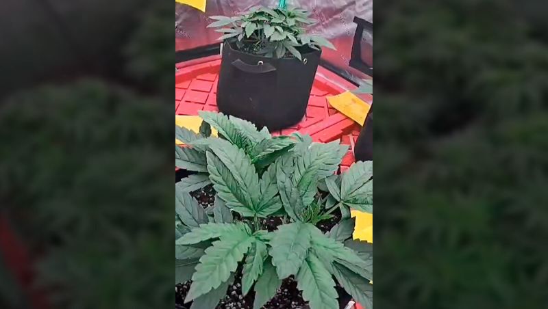 GrowingWithMac Rainbow Mellon & Papaya Sherbet full grow time-lapse