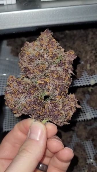 Lemon Cherry Cookies Buds