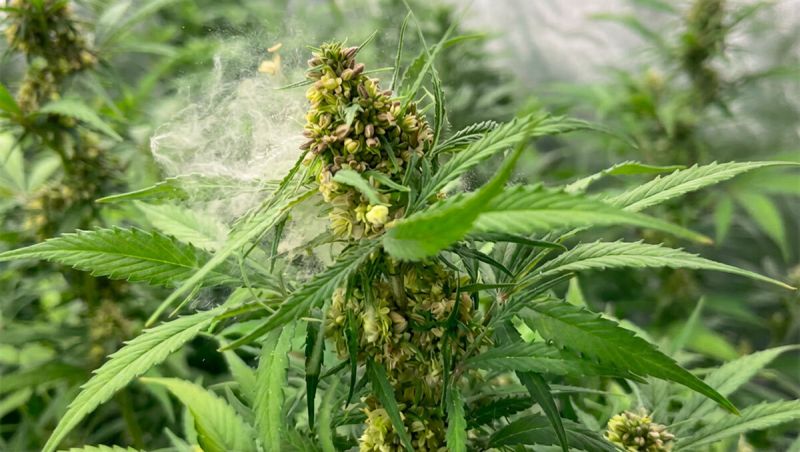 Gorilla Cookies Auto New Version - First Bud Formation in Flower