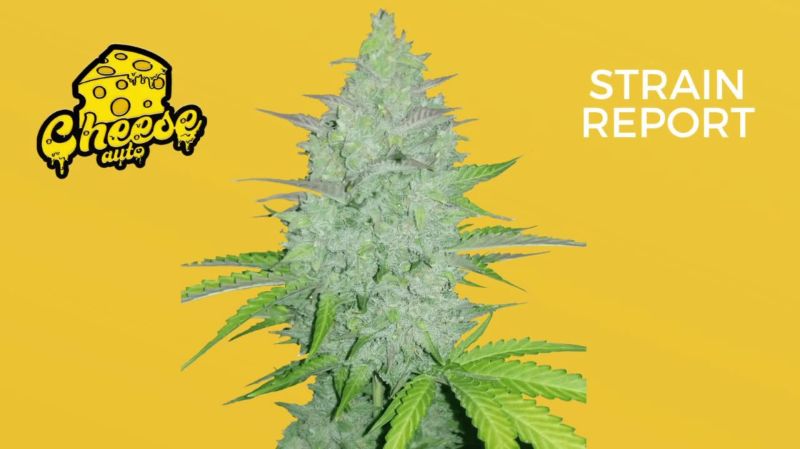 Cheese Auto - Illustrated Mature Plant with Large Main Cola