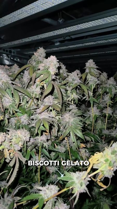 Biscotti Gelato Seed Report 2026