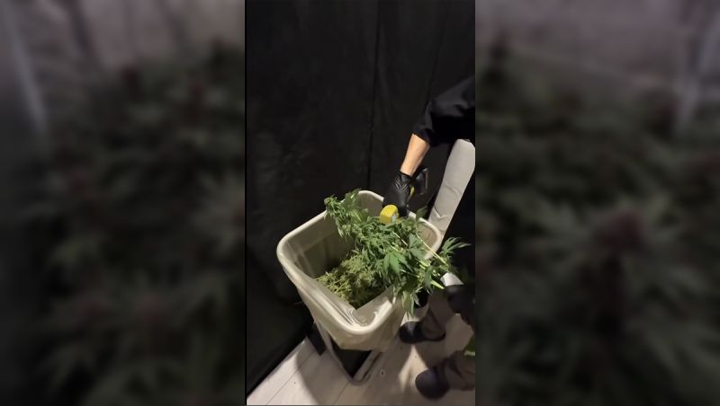Latest Update on Lemon Cherry Cookies Auto Production Run