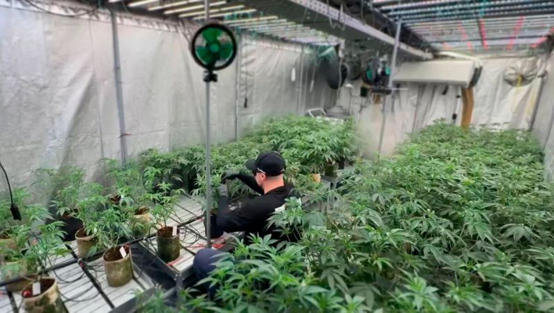 Defoliation Timelapse - Leaf Stripping in the Fem Forge Grow Room