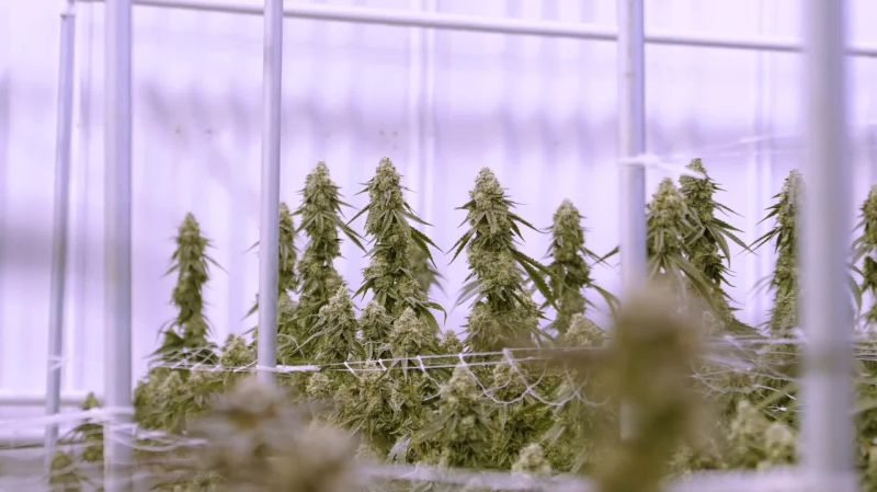 Six Shooter Seed Report Old