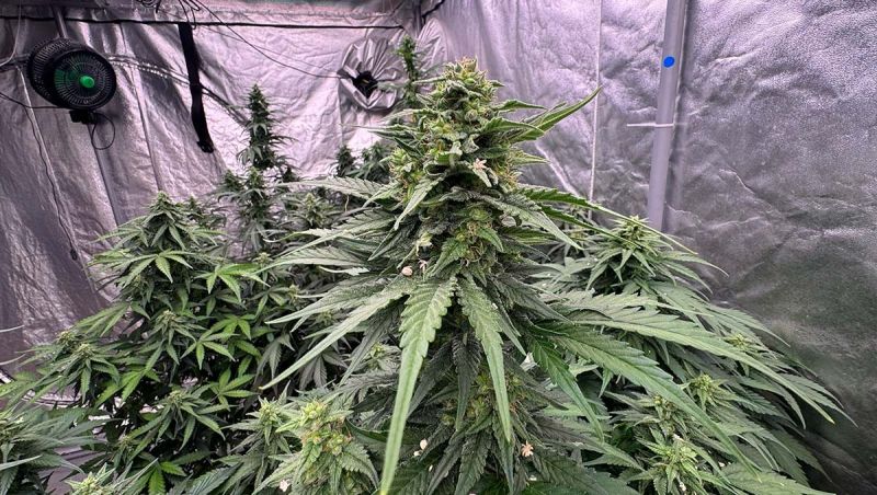 Amnesia Haze Auto Breeding - Sat Phenotype in Early Flower