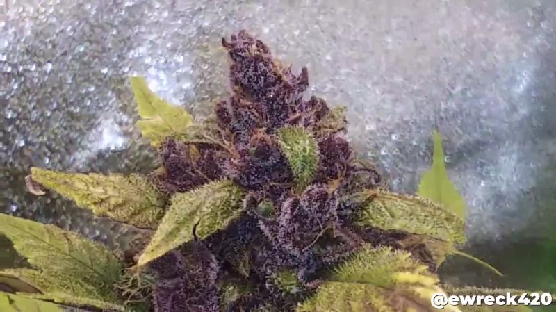 Lsd-25 Auto Seed Report Old