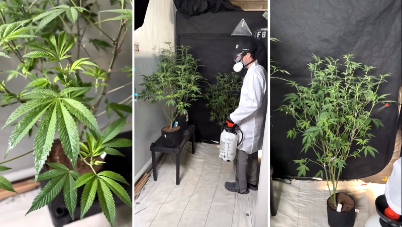 Method to apply STS stress to female plants
