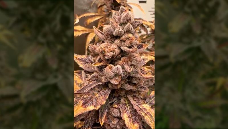 3rd Place - Biscotti Gelato Show Off - @cityboy - 10 Seeds