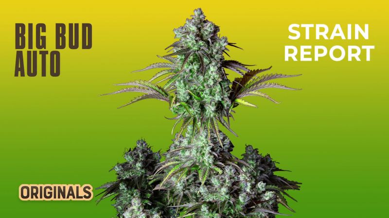 Big Bud Auto Seed Report Old