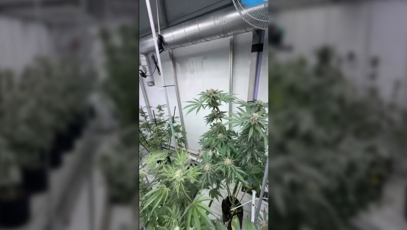 Possible Next Gen Breeding Projects: 2026 Pheno Hunting