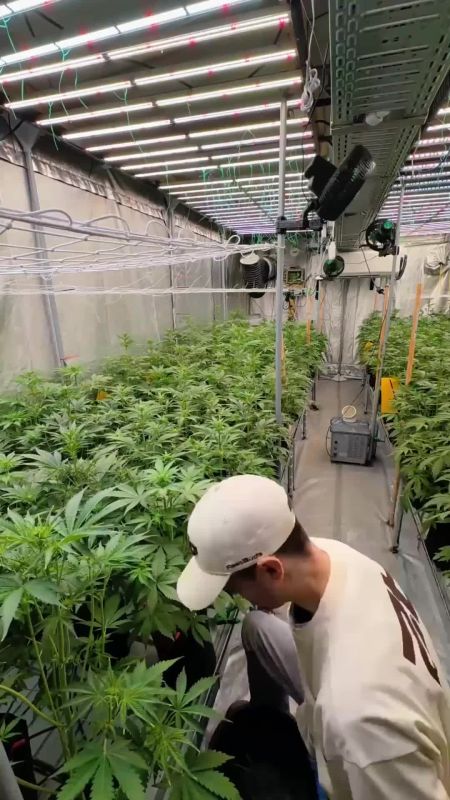 Lemon Cherry Cookies Auto New Version - Defoliation in the Greenhouse