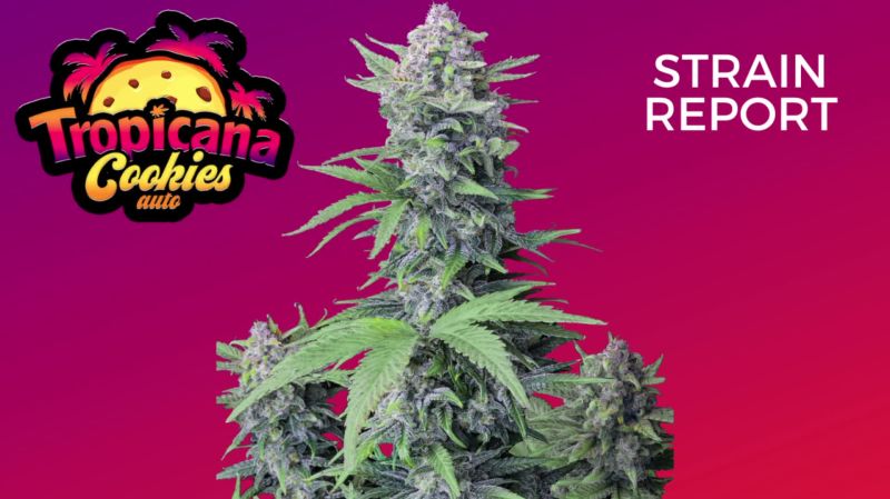 Tropicana Cookies Auto Seed Report Old