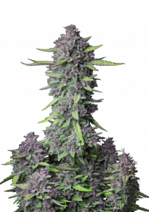Purple Punch Auto