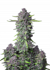 Purple Punch Auto