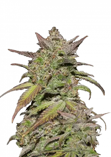 Smoothie Auto