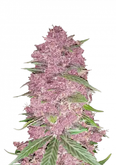Purple Lemonade Auto