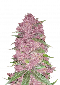 Purple Lemonade Auto