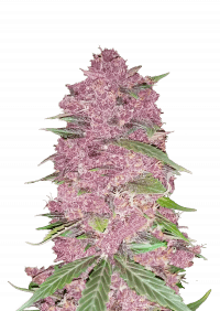 Purple Lemonade Auto