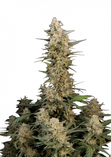 Critical Auto