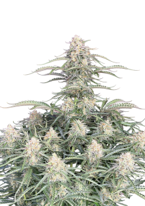 Northern Lights Auto