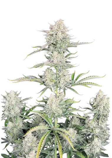 OG Kush Auto