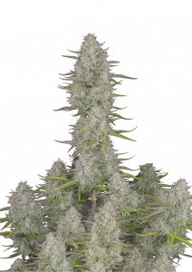 Wedding Cheesecake Auto