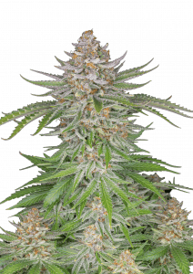 Strawberry Pie Auto