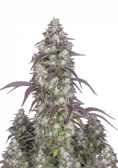 Lemon Pie Auto