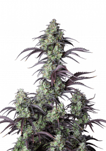 Mimosa Cake Auto