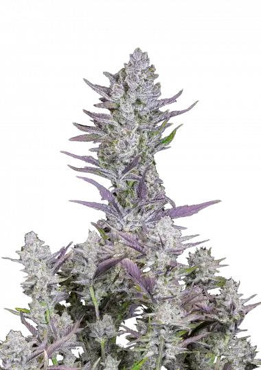 Wedding Glue Auto