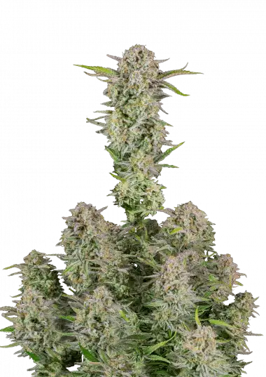 Bruce Banner Auto
