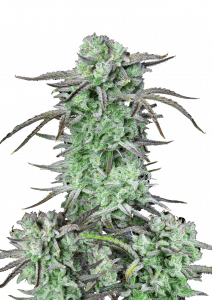 Strawberry Banana Auto