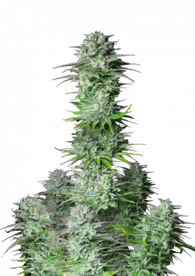 Kosher Cake Auto