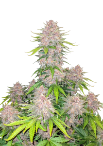 Cherry Cola Auto